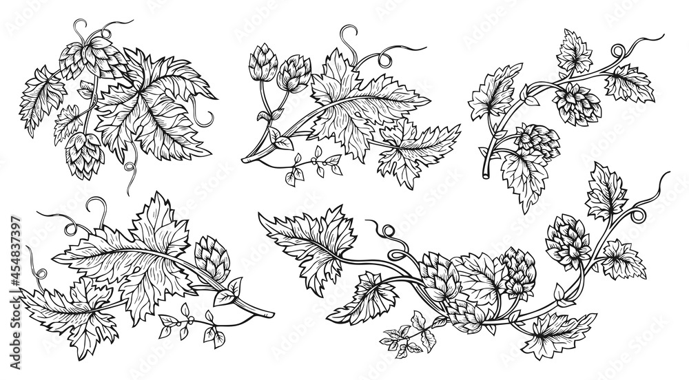 Fototapeta premium Hop plant branch hand drawn sketch style set. Hops with leaves and cones angular herb design drawn engraving. Sketches for beer packing design logo, label, emblem, pattern