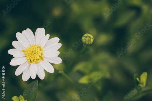 White daisies and buds