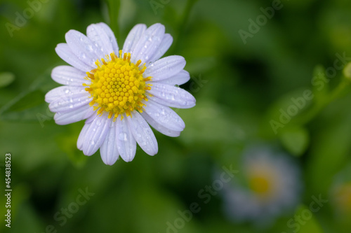 White daisy