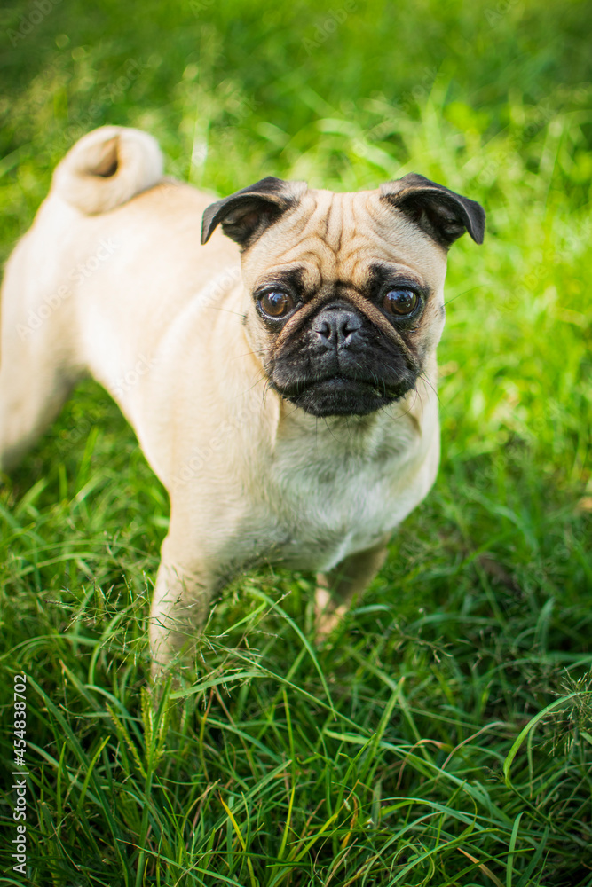 pugsita