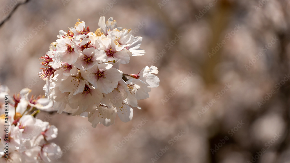 cherry blossom