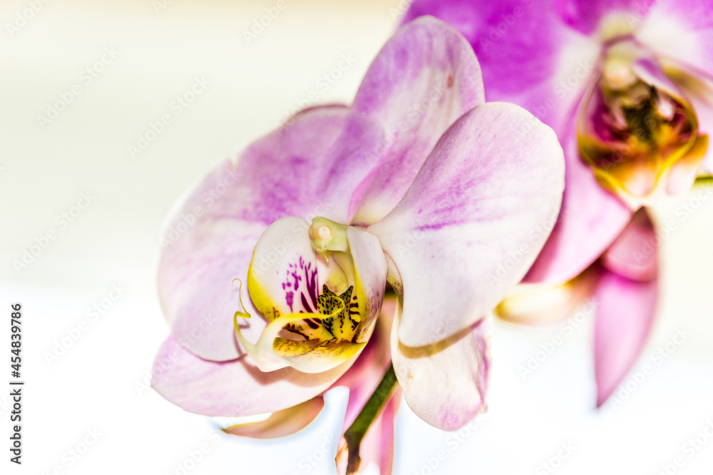 Beautiful Orchid flower blooming Beautiful Orchid flower blooming