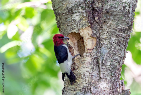 The red-headed woodpecker (Melanerpes erythrocephalus) bringing food for young into the nesting cavity