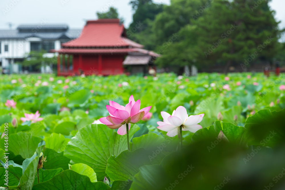 猿賀公園の蓮の花 猿賀公園の蓮の花