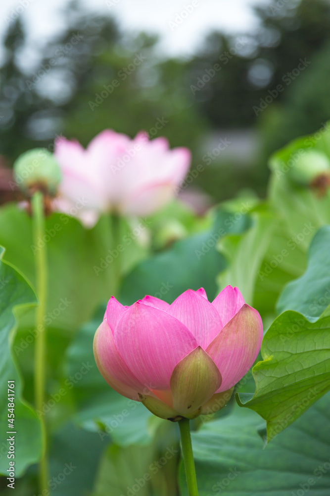 猿賀公園の蓮の花