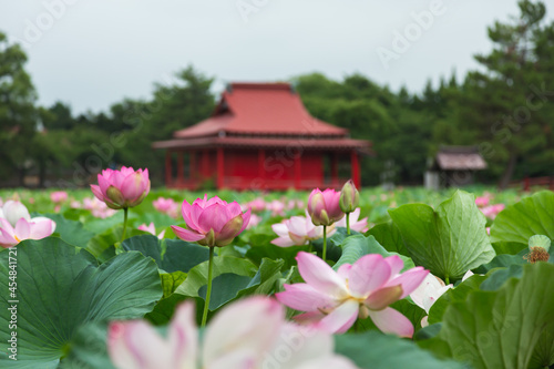 猿賀公園の蓮の花