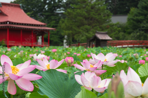 猿賀公園の蓮の花