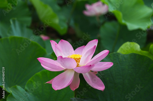 猿賀公園の蓮の花