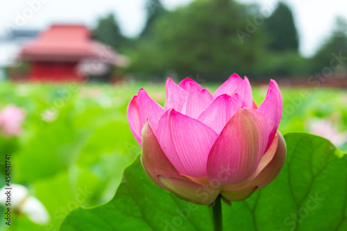 猿賀公園の蓮の花
