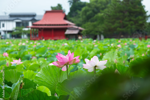 猿賀公園の蓮の花