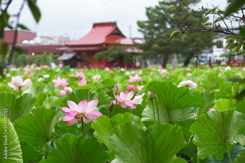 猿賀公園の蓮の花