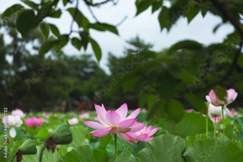 猿賀公園の蓮の花