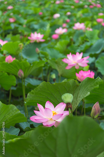 猿賀公園の蓮の花