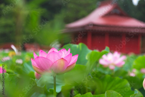 猿賀公園の蓮の花
