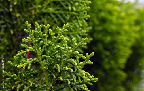 Close up of green Arborvitaes  Thuja spp.  leaves  in shallow focus  evergreen members of the cypress family