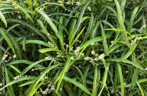 Zodia plants (Evodia suaveolens), a home ornamental plants known as a mosquito repellent plant