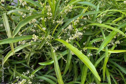 Zodia plants (Evodia suaveolens), a home ornamental plants, known as a mosquito repellent plant