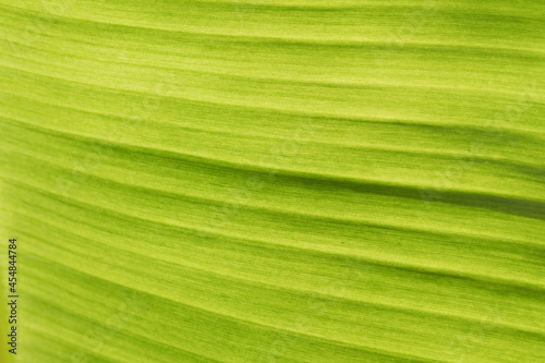 green leaves wall background, leaf wall nature background 