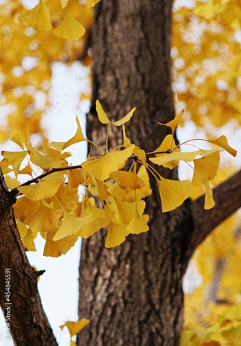 autumn ginkgo leaves in the park
