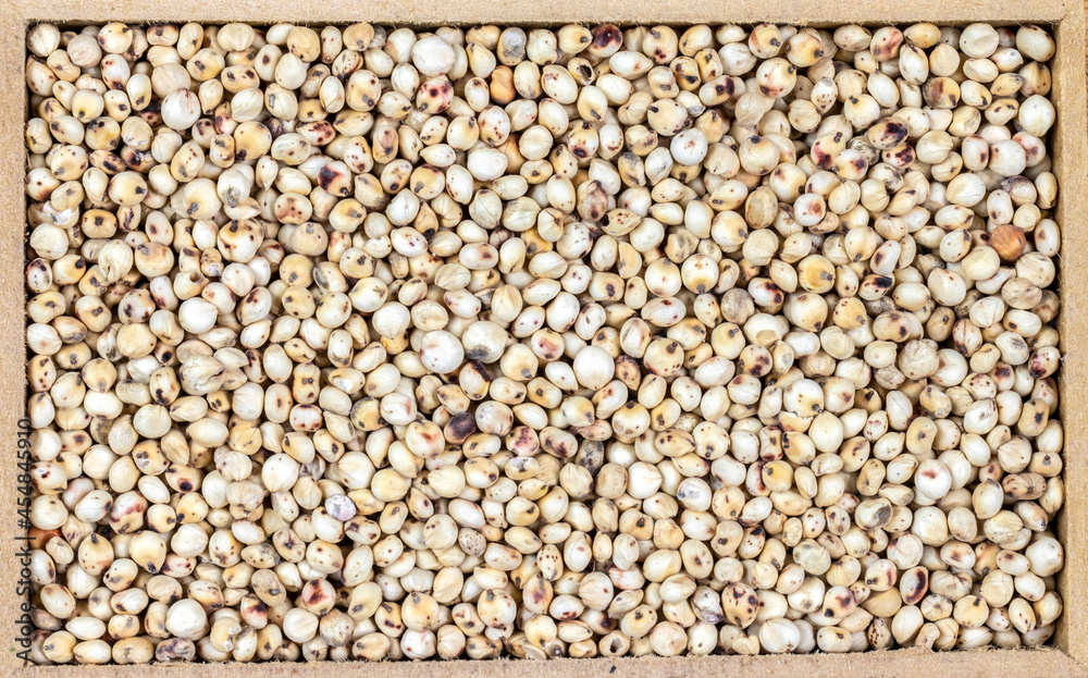 Fototapeta premium White sorghum (Sorghum bicolor) seeds on a wooden background. Photo produced in a studio
