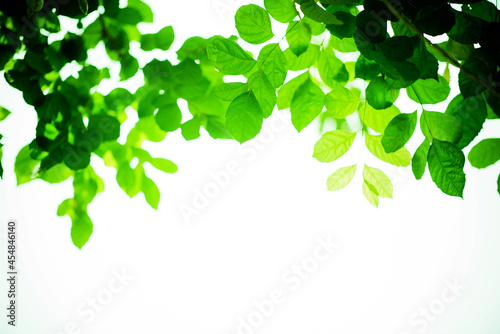 green leaves wall background, leaf wall nature background 