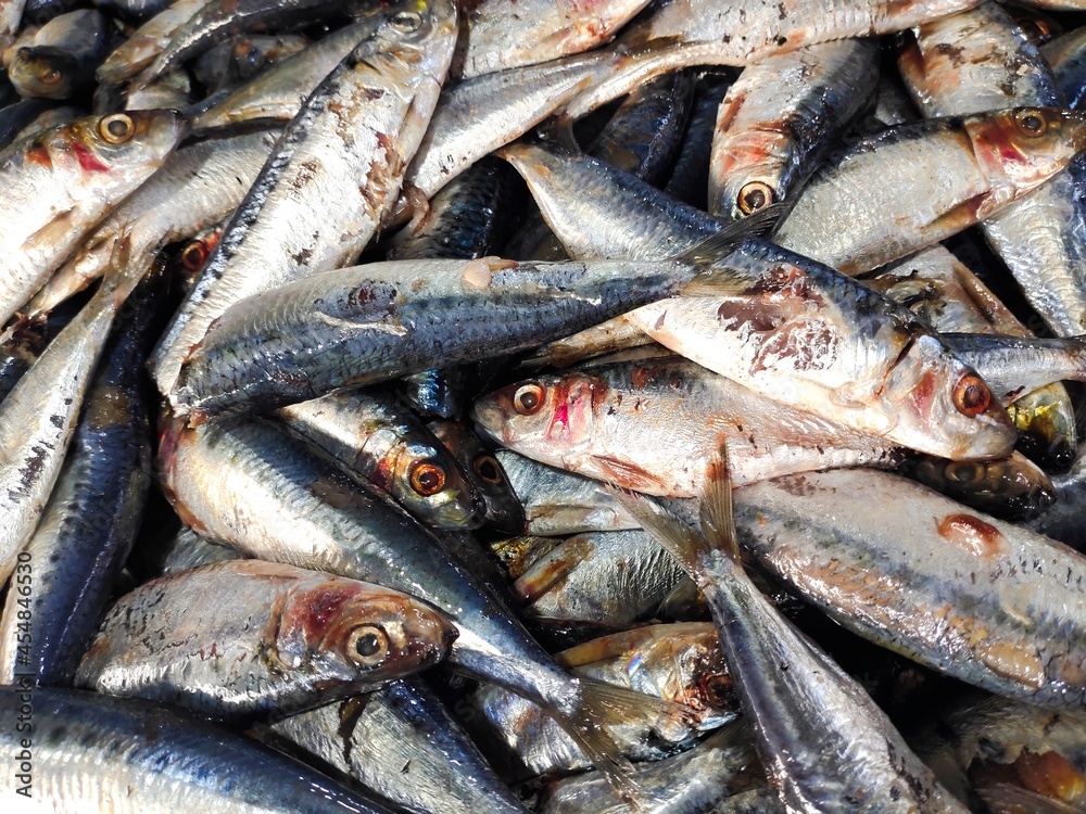 selective focus on sardines (Sardina pilchardus) in the markets selective focus on sardines (Sardina pilchardus) in the markets