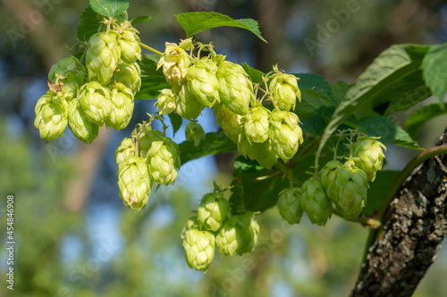 Wild hop harvest. A branch with ripe cones close-up. Creeping hops. Húmulus lúpulus. photo