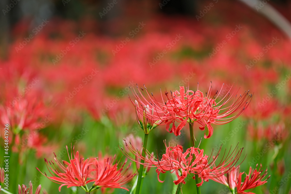 彼岸花 彼岸花