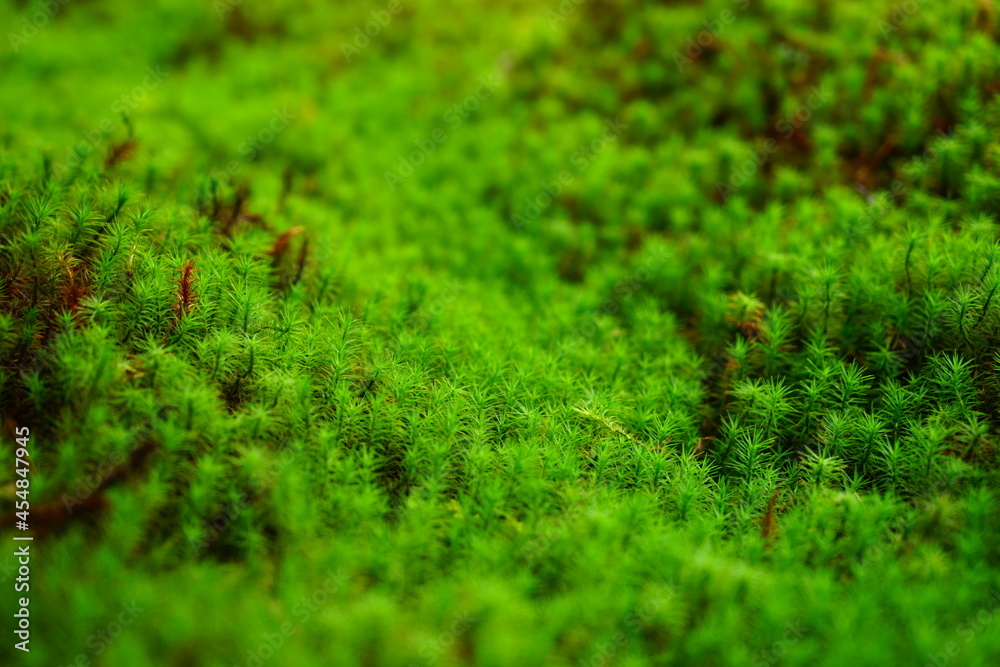 石川県小松市苔の里にある一面のスギコケ横