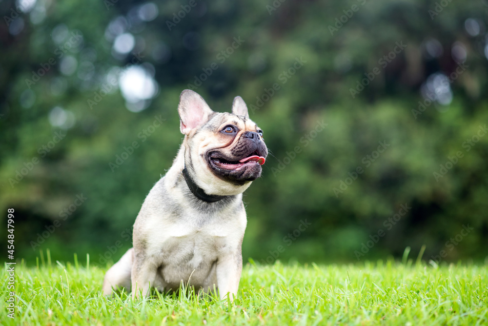 Fototapeta premium French Bulldog out for a walk on the green grass in Summer