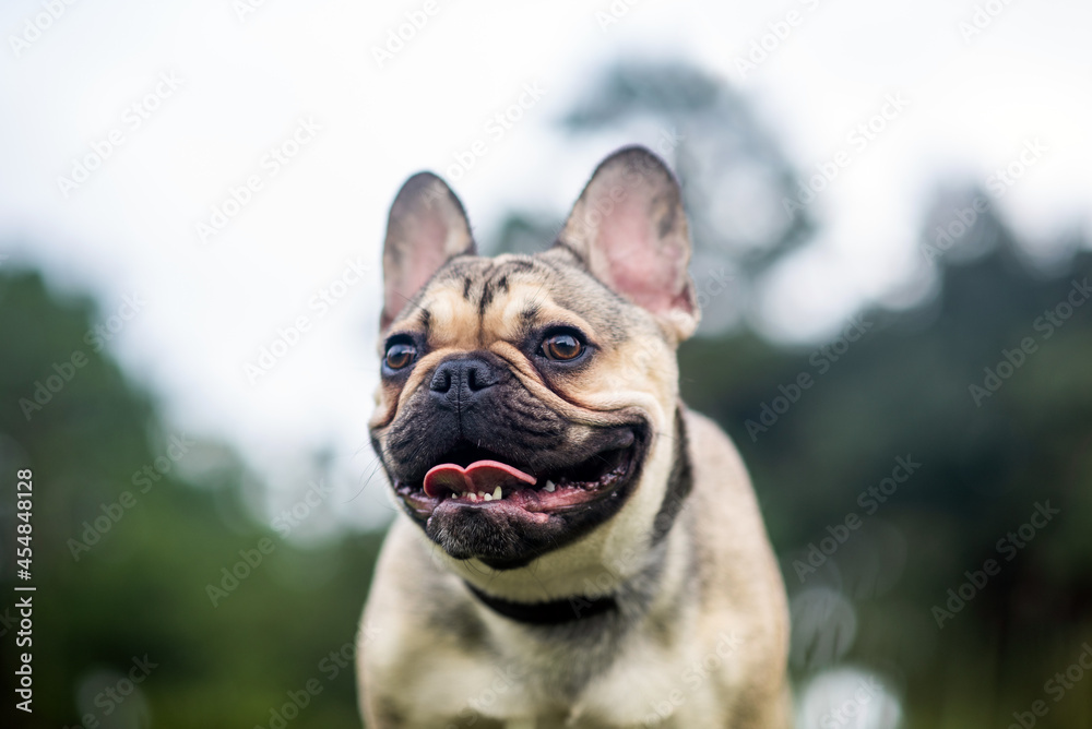 French Bulldog out for a walk on the green grass in Summer French Bulldog out for a walk on the green grass in Summer