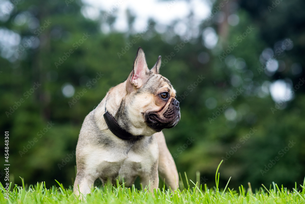 French Bulldog out for a walk on the green grass in Summer