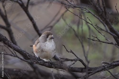 Southern Whiteface (Aphelocephala leucopsis) is a small, mostly dull-coloured bird. The head and back are deep grey-brown with dusky flecks on the crown.