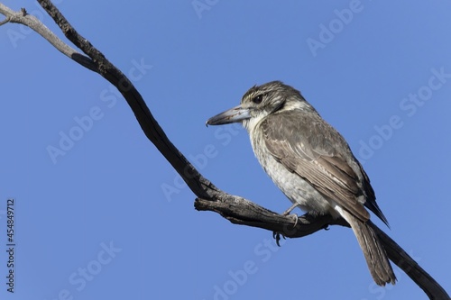 A juvenile Grey Butcherbird (Cracticus torquatus) with a olive-brown crown and face and a grey back and a thin buff buff collar. The bill is completely dark grey.