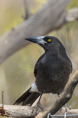 The Grey Currawong (Strepera versicolor) is a large crow-like bird with yellow irises, a heavy bill, dark plumage with white undertail and wing patches.