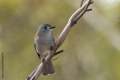 An Australian songbird known as the Grey Shrikethrush (Colluricincla harmonica) perched on a branch.