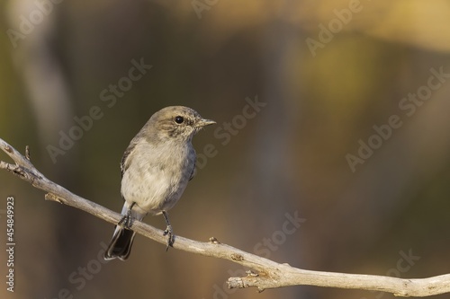 A female Hooded Robin (Melanodryas cucullata) perched on a branch. A medium-large brown-grey bird with a dark brown wing and a white stripe.