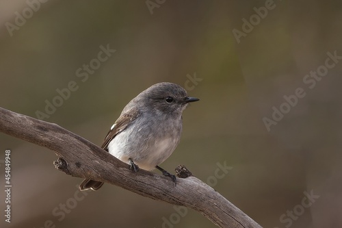 A female Hooded Robin (Melanodryas cucullata) perched on a branch. A medium-large brown-grey bird with a dark brown wing and a white stripe.