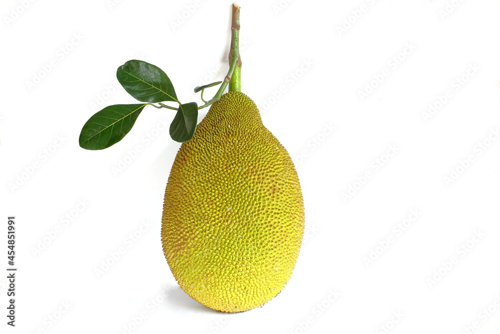 jackfruit vertical isolated on a white background jackfruit vertical isolated on a white background