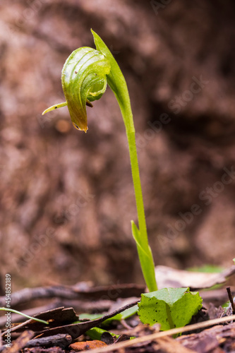 The Nodding Greenhood (Pterostylis nutans) is endemic to eastern Australia. Nodding greenhoods have flowers which "nod" or lean forwards strongly.
