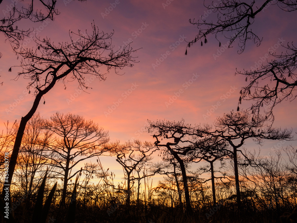 Silhouette of large group of trees with prominent branch features. During the sunset, the sky is blue-pink. In summer