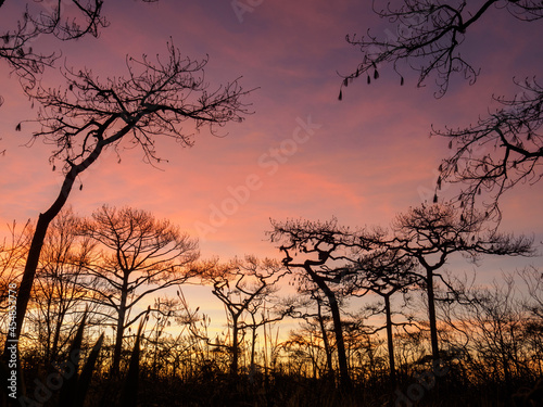 Silhouette of large group of trees with prominent branch features. During the sunset, the sky is blue-pink. In summer