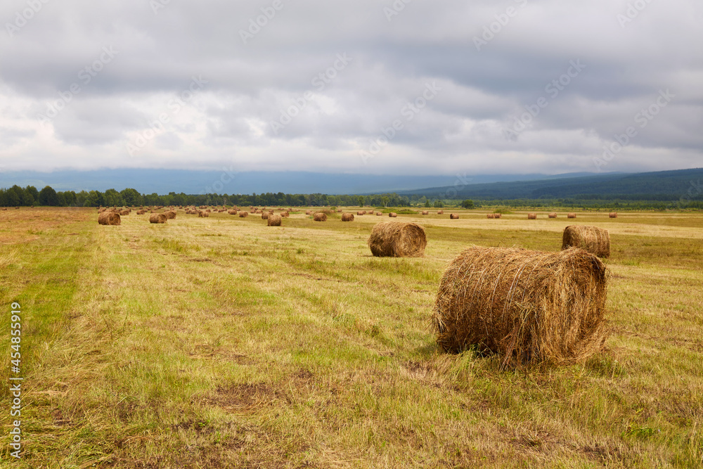 Haystacks with straw summer in cloudy weather. View of agricultural field,rural landscape.