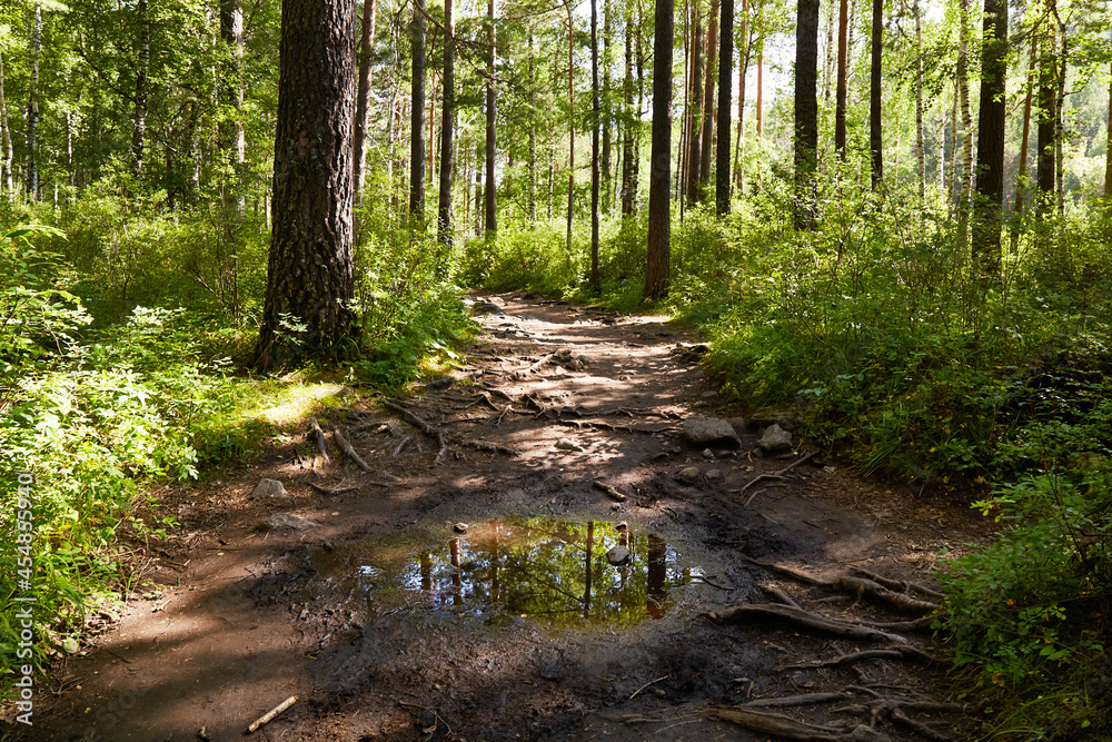 Obraz premium A picturesque forest after the rain. The roots of trees that protrude above the surface of the earth. The trees are reflected in the puddle. A forest path on a summer day.