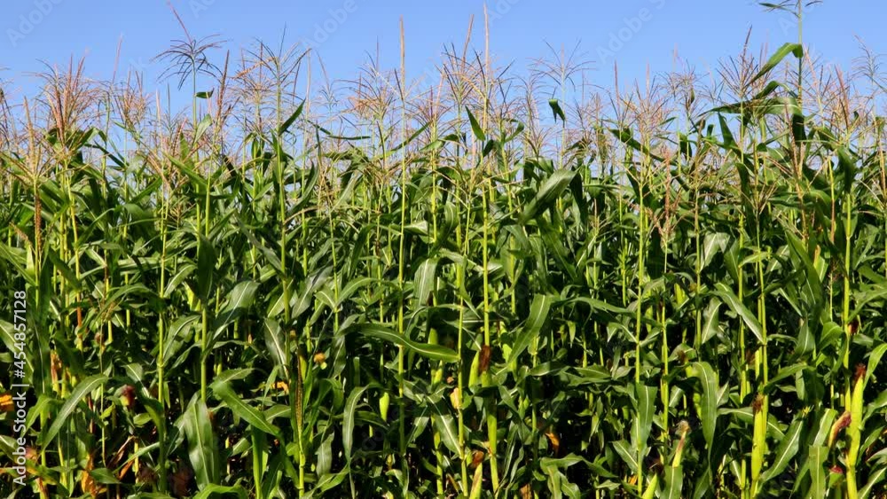 field with corn stalks against a blue sky field with corn stalks against a blue sky