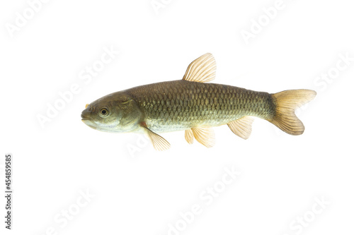 Grass Carp fish on white background