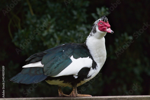 Muscovy duck 