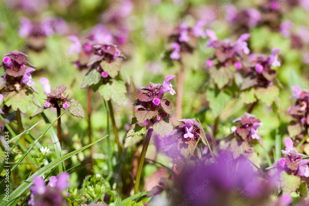 nettle blooming in the spring season nettle blooming in the spring season