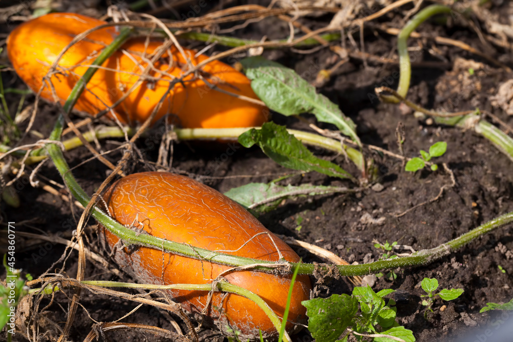 fully ripe and yellowed cucumbers