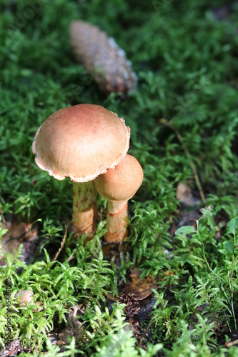 Close-up shot of a mushroom in the forest